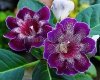 Gloxinia PF-INDIGO 